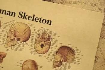 Анатомия и Физиология Плакат Структурата на Тялото Плакат Скелет Ретро Изработка на Плакат Реколта Стая Медицинско Обучение Декора на Стените